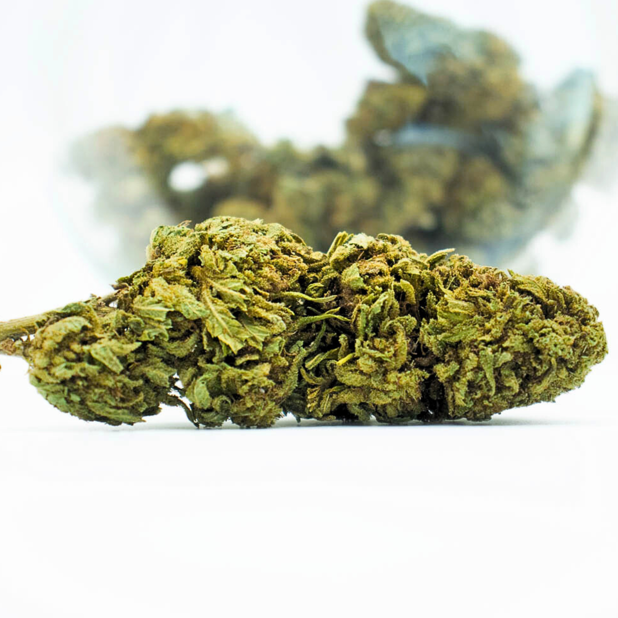 OG Kush Greenhouse Little Buds