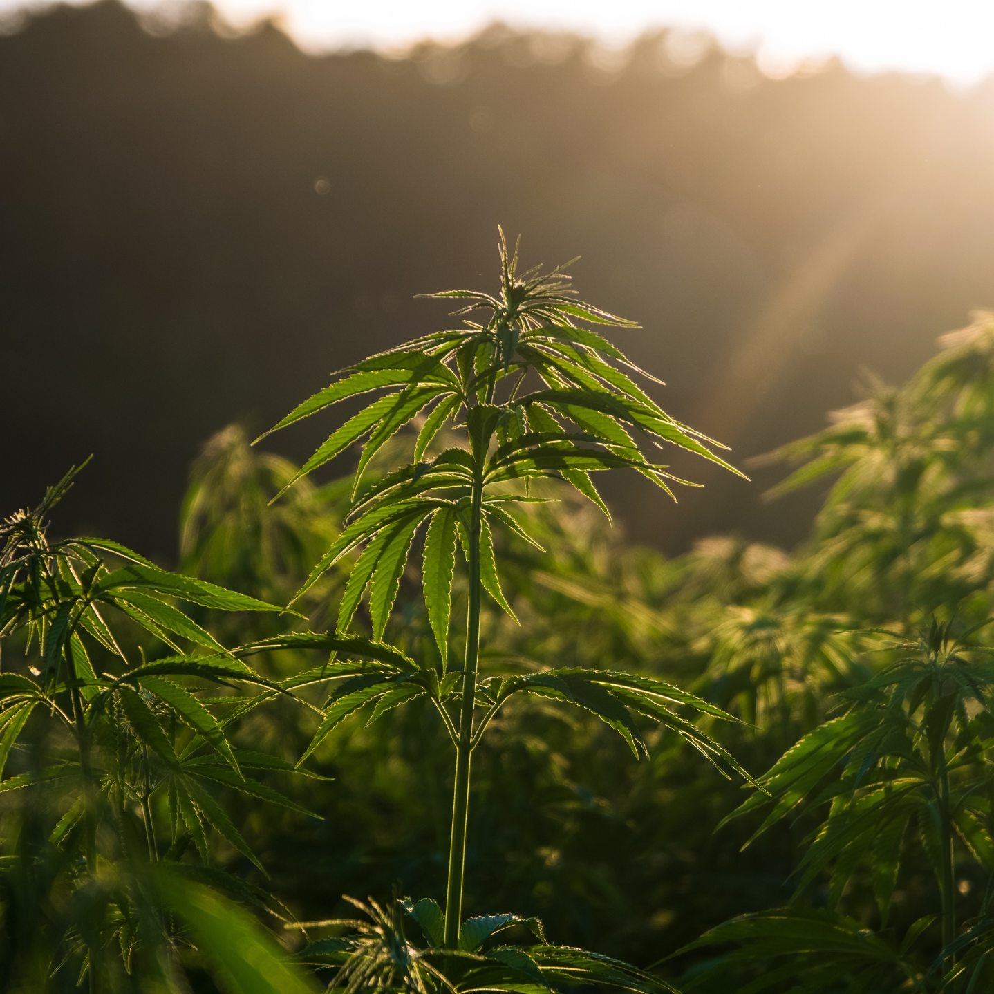 Différences entre sativa et indica pour le CBD