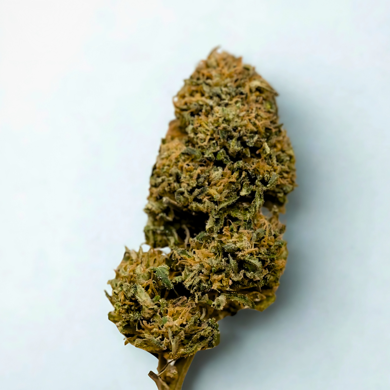 BBQ Kush